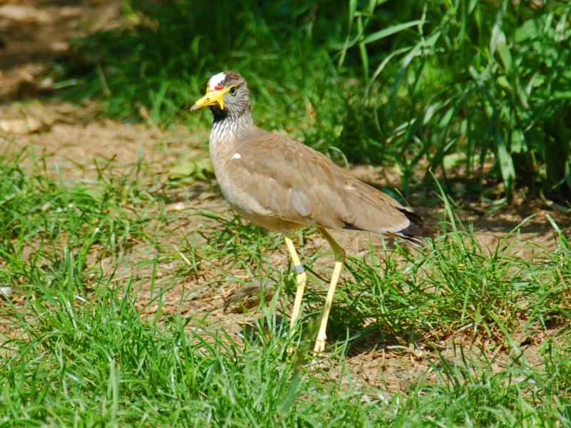 Un uccello esotico da identificare